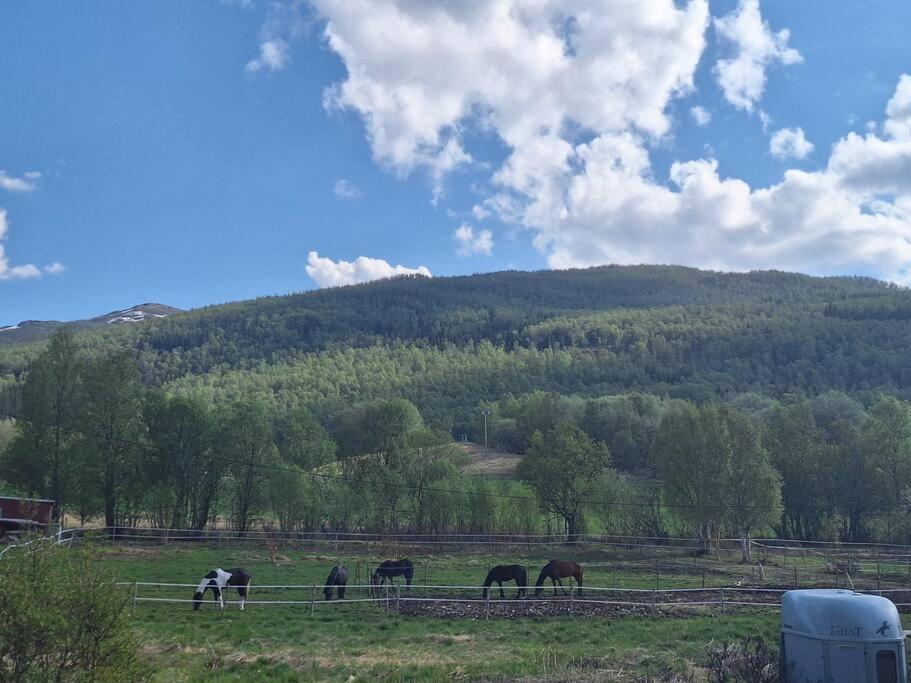 Privat Leilighet Pa Gard Med Badstue Og Nordlys Narvik Exterior foto