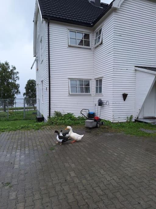 Privat Leilighet Pa Gard Med Badstue Og Nordlys Narvik Exterior foto